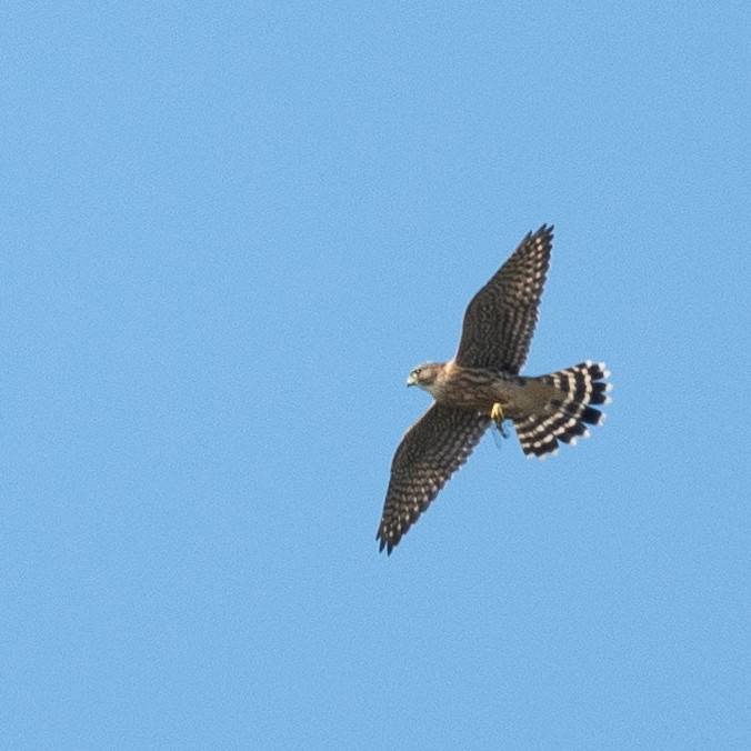 Merlin - ML600858281