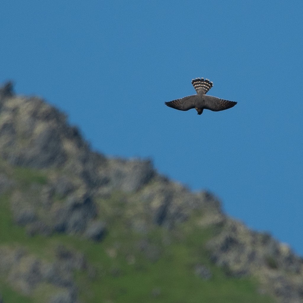 Merlin - ML600858291