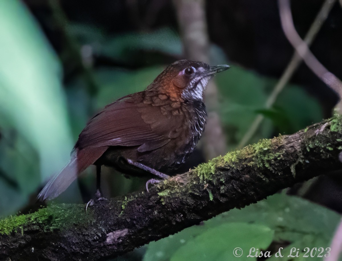 Marbled Wren-Babbler - ML600858721