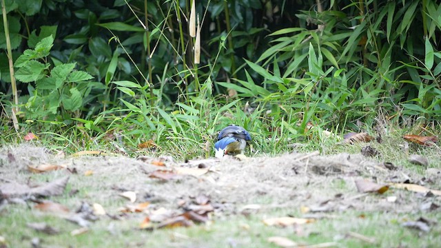 Red-billed Blue-Magpie - ML600858731