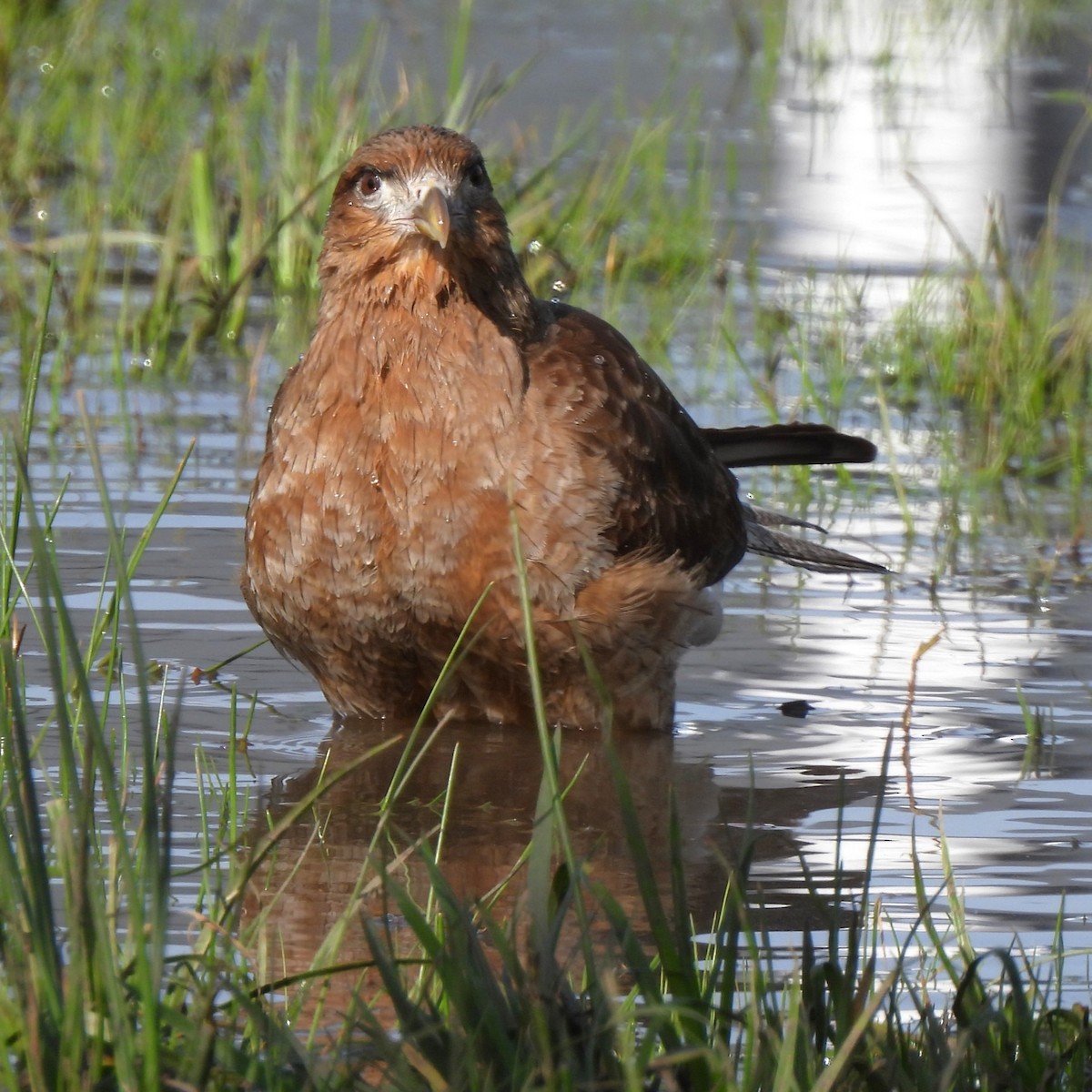 Chimango Caracara - ML600859331