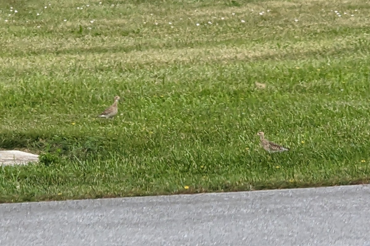 Piro piro codalunga - ML600859851