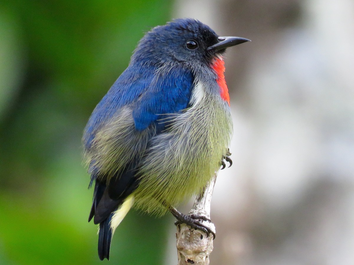 Black-sided Flowerpecker - GARY DOUGLAS