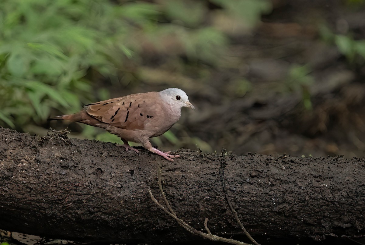 Ruddy Ground Dove - ML600860561