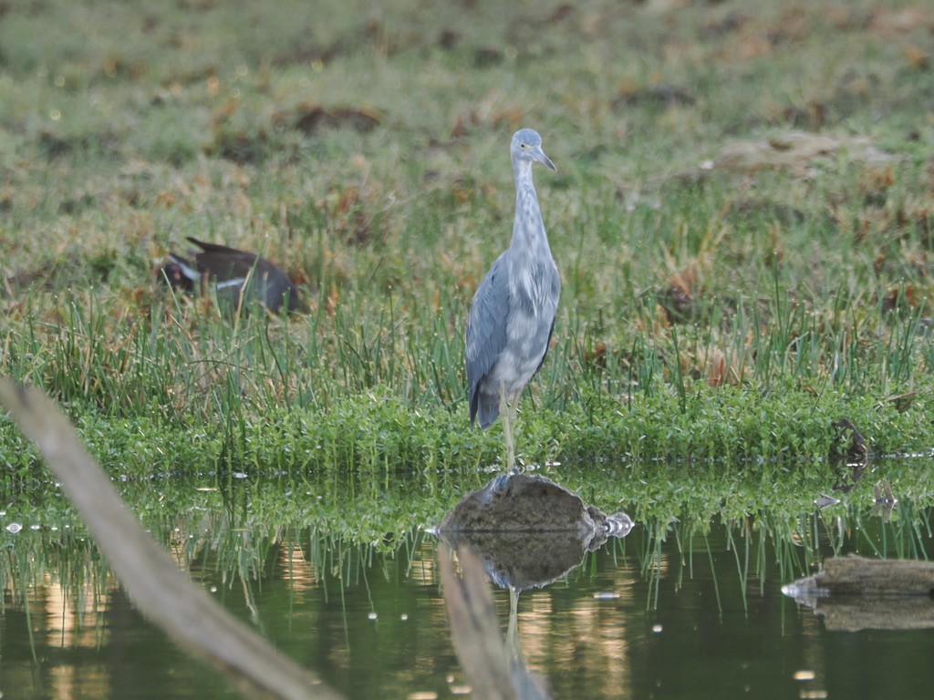 Little Blue Heron - Tonja Wight