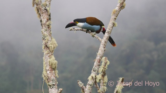 Black-billed Mountain-Toucan - ML600860991