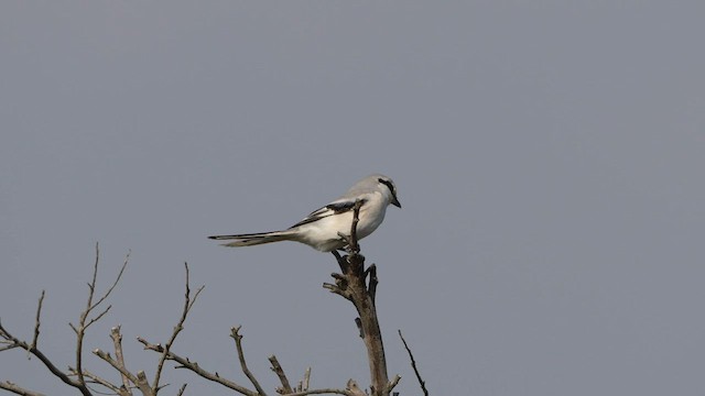 Chinese Gray Shrike - ML600861691