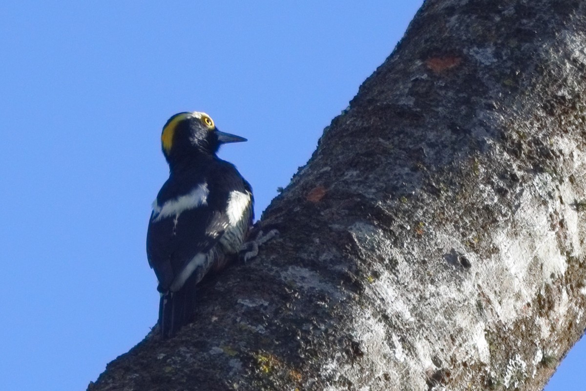 Yellow-tufted Woodpecker - ML600861921