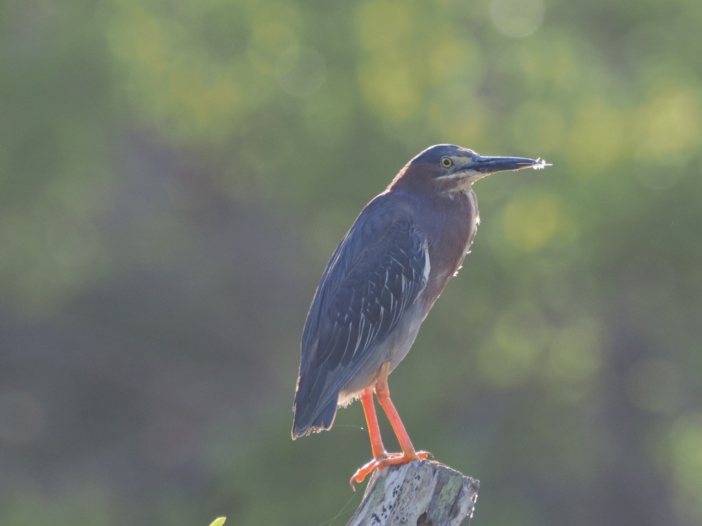 Green Heron - ML600863021