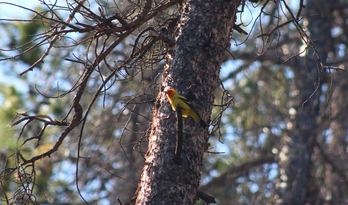 Western Tanager - ML600863041