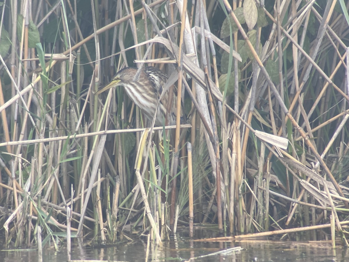 Little Bittern - ML600863071