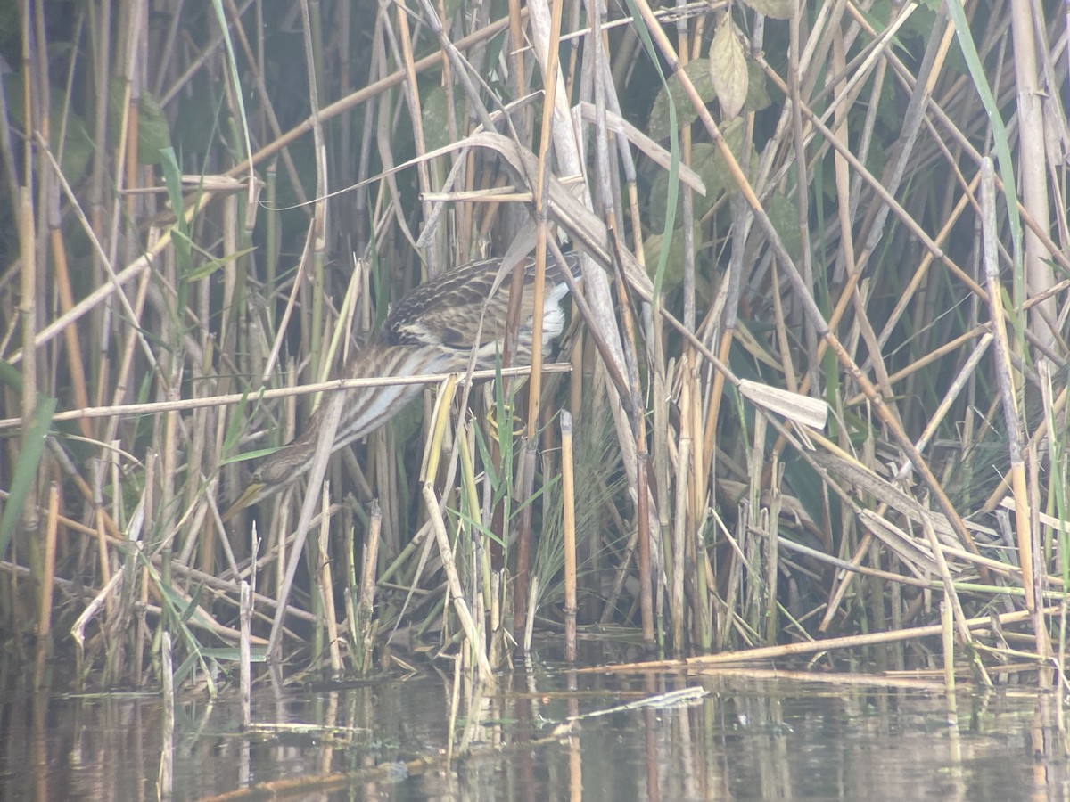 Little Bittern - ML600863221