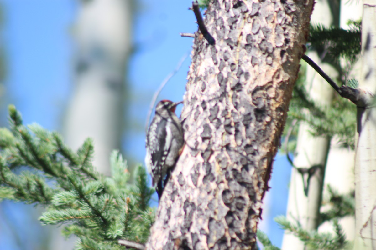 Red-naped Sapsucker - ML600863391