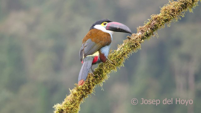 Black-billed Mountain-Toucan - ML600863541