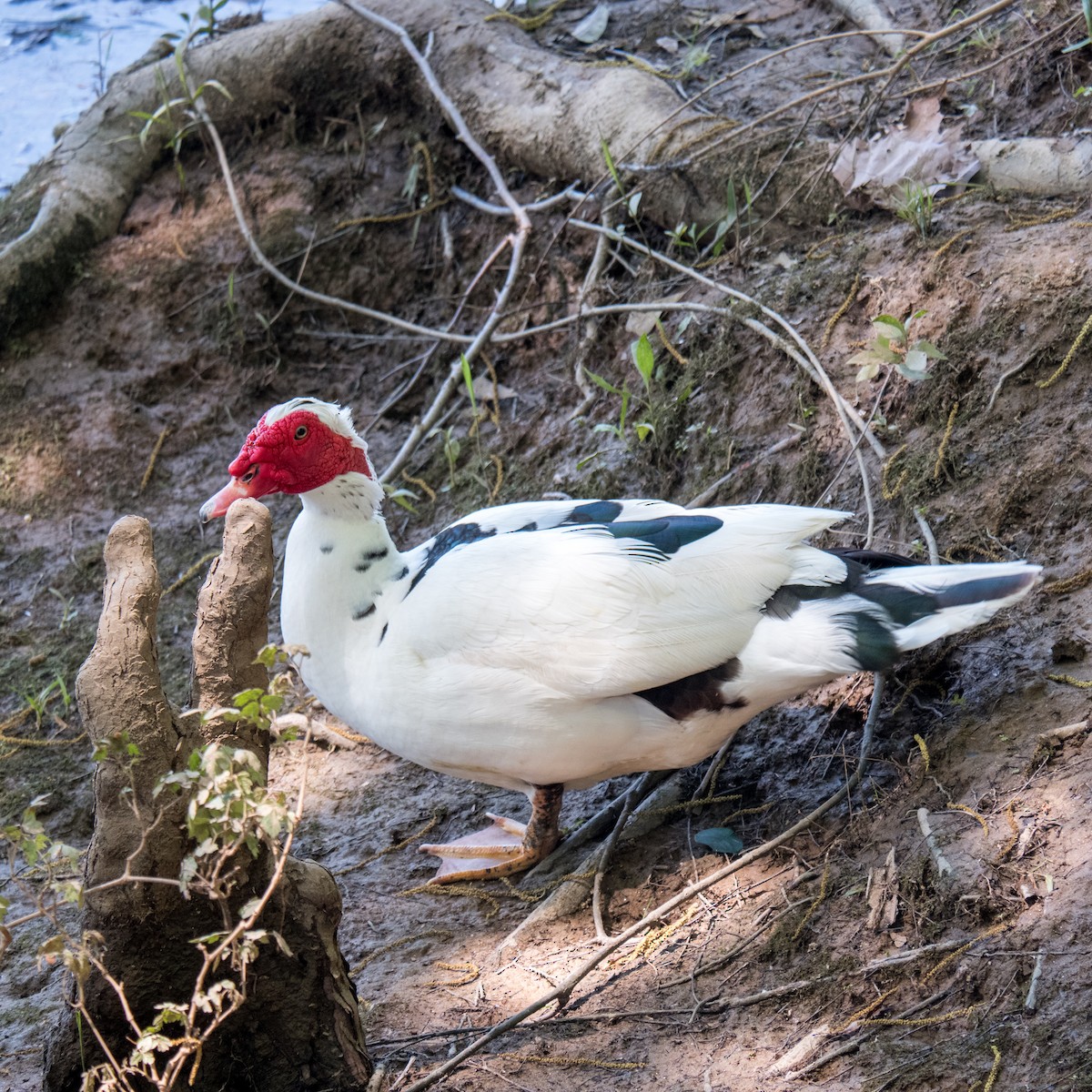 Muscovy Duck (Domestic type) - ML600863741