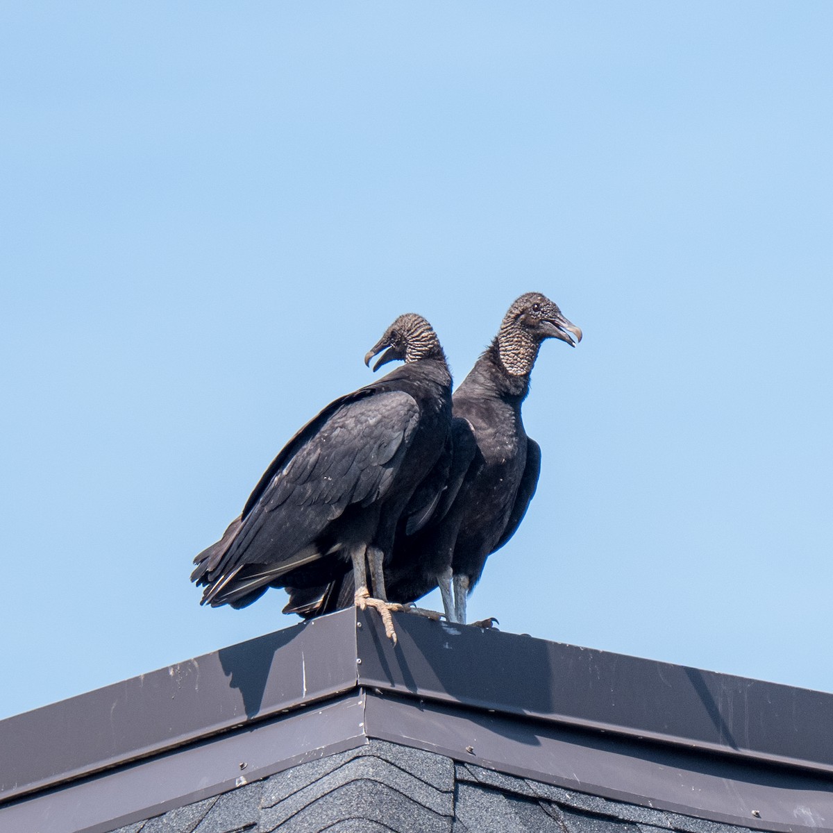 Black Vulture - ML600863751