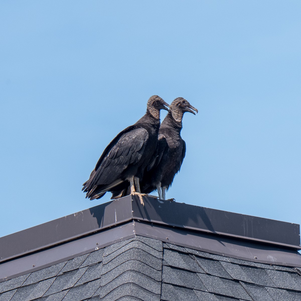 Black Vulture - ML600863771