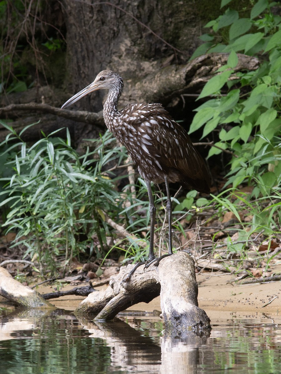 Limpkin - Linda Williams