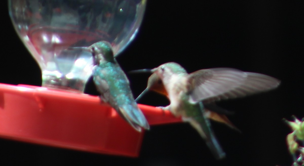 Calliope Hummingbird - Archer Silverman