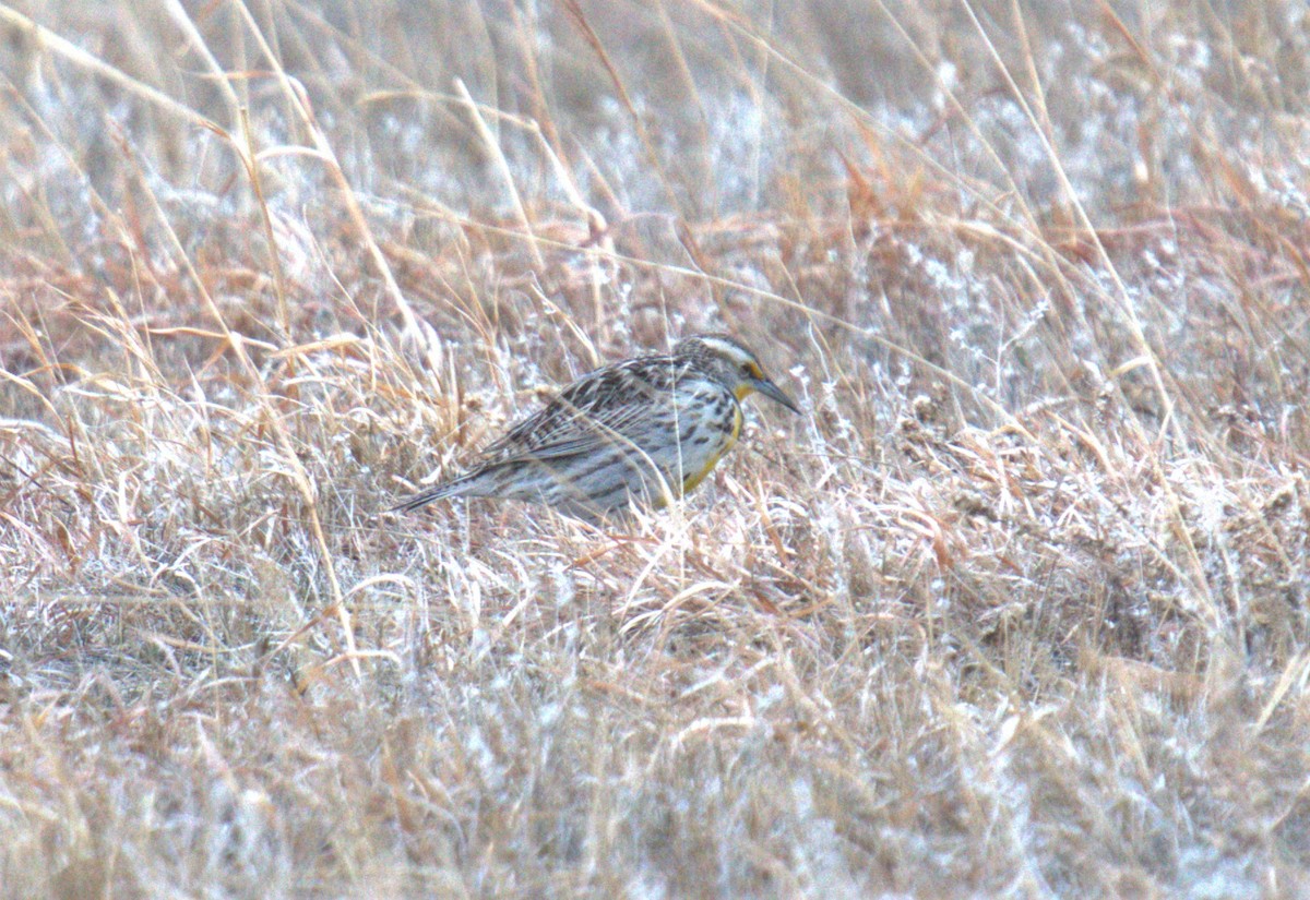 Western Meadowlark - ML600865501