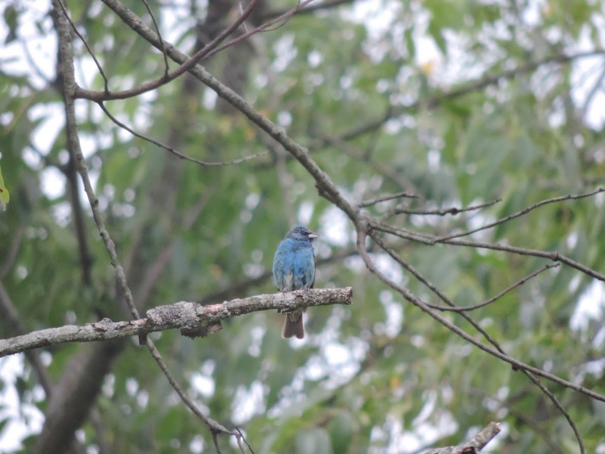 Indigo Bunting - Shannon Kane