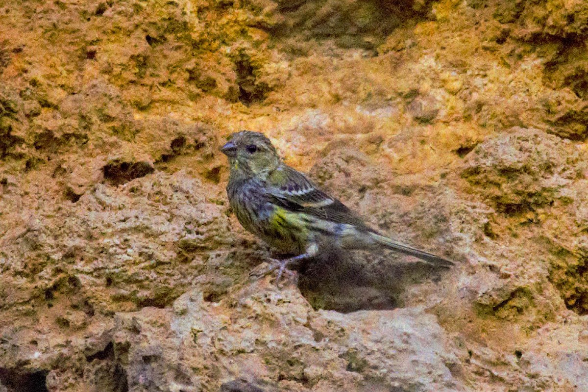 European Serin - Rubén Blázquez Comisaña