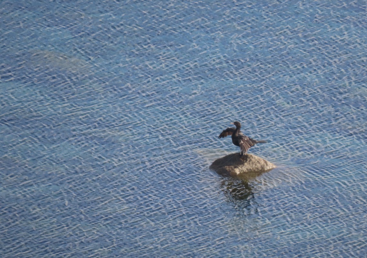 Neotropic Cormorant - ML600866401