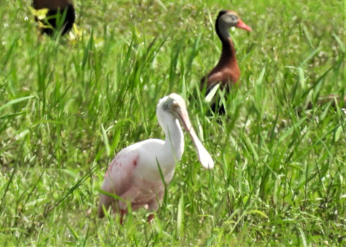 Roseate Spoonbill - ML600866461