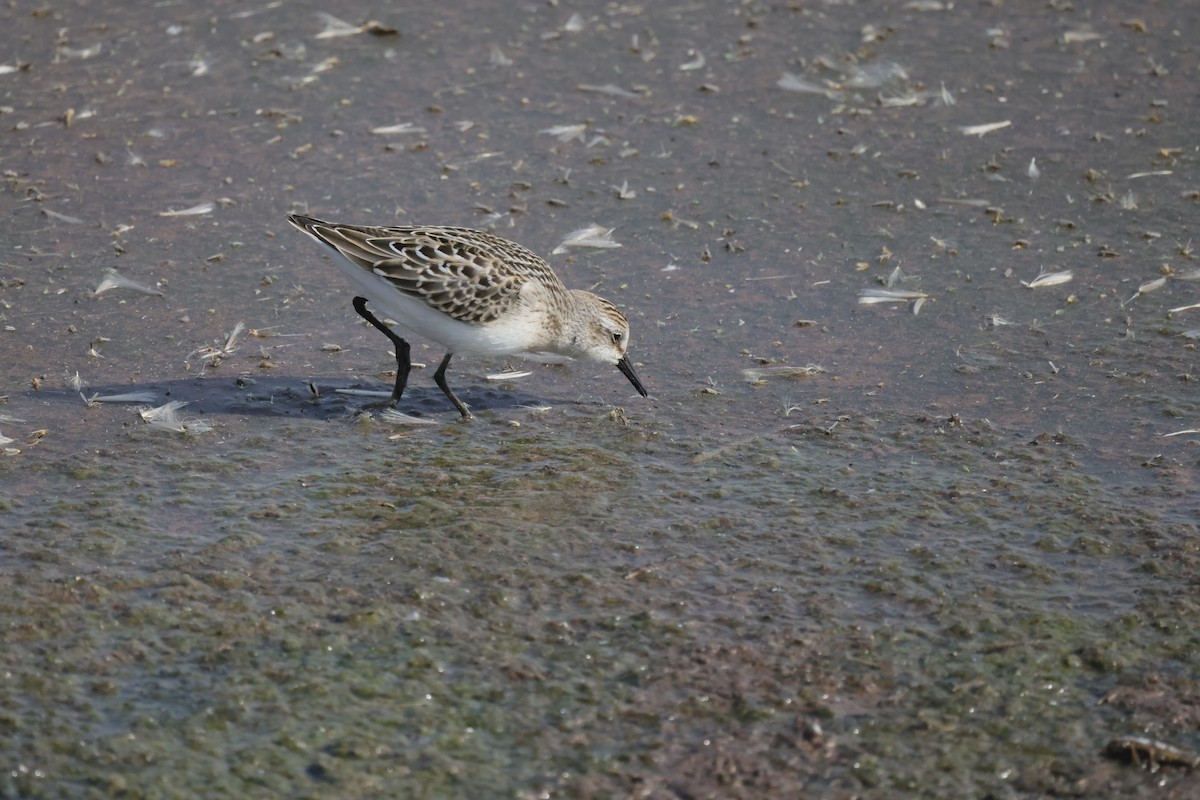 Semipalmated Sandpiper - ML600866691