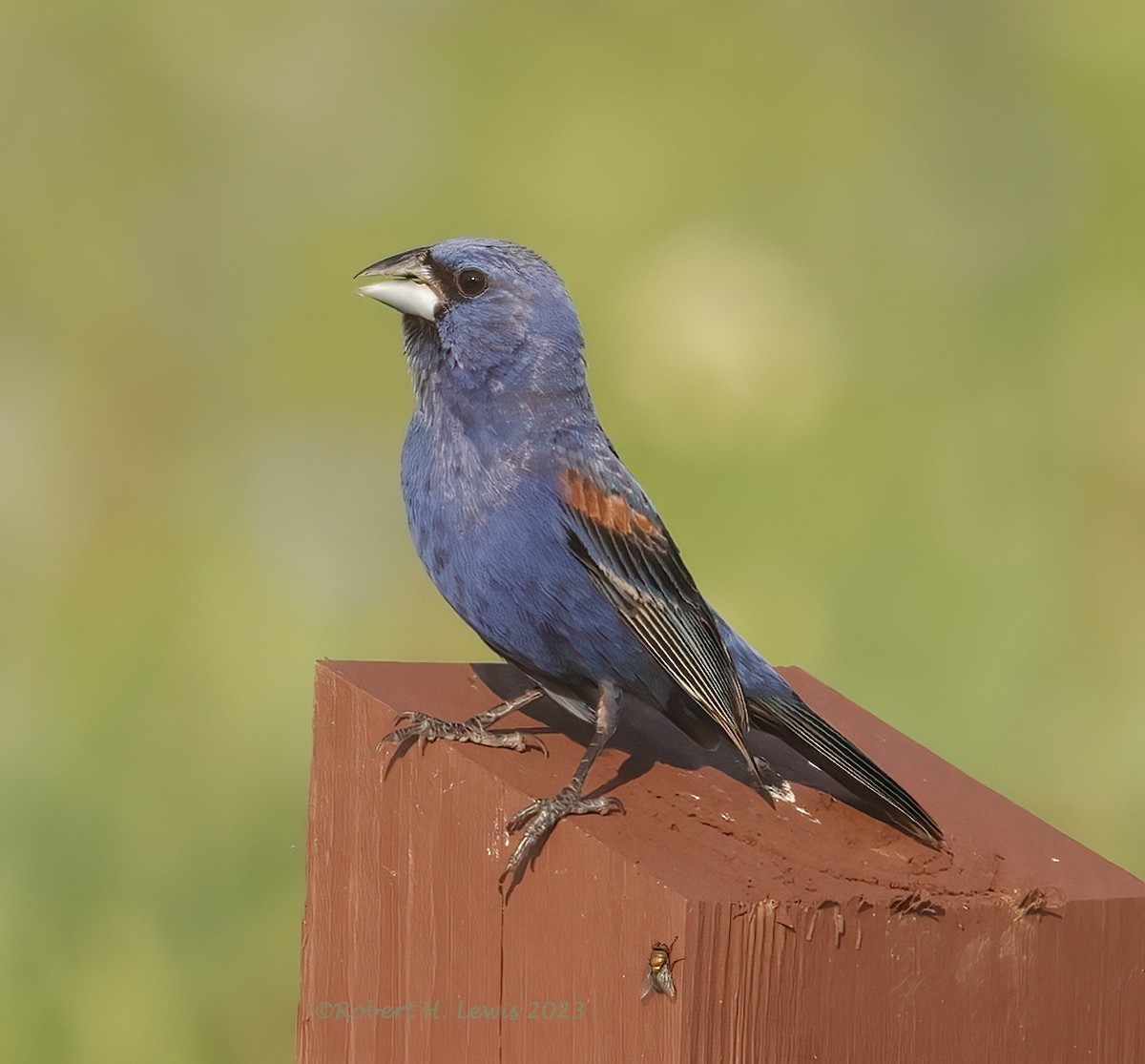 Blue Grosbeak - ML600868871