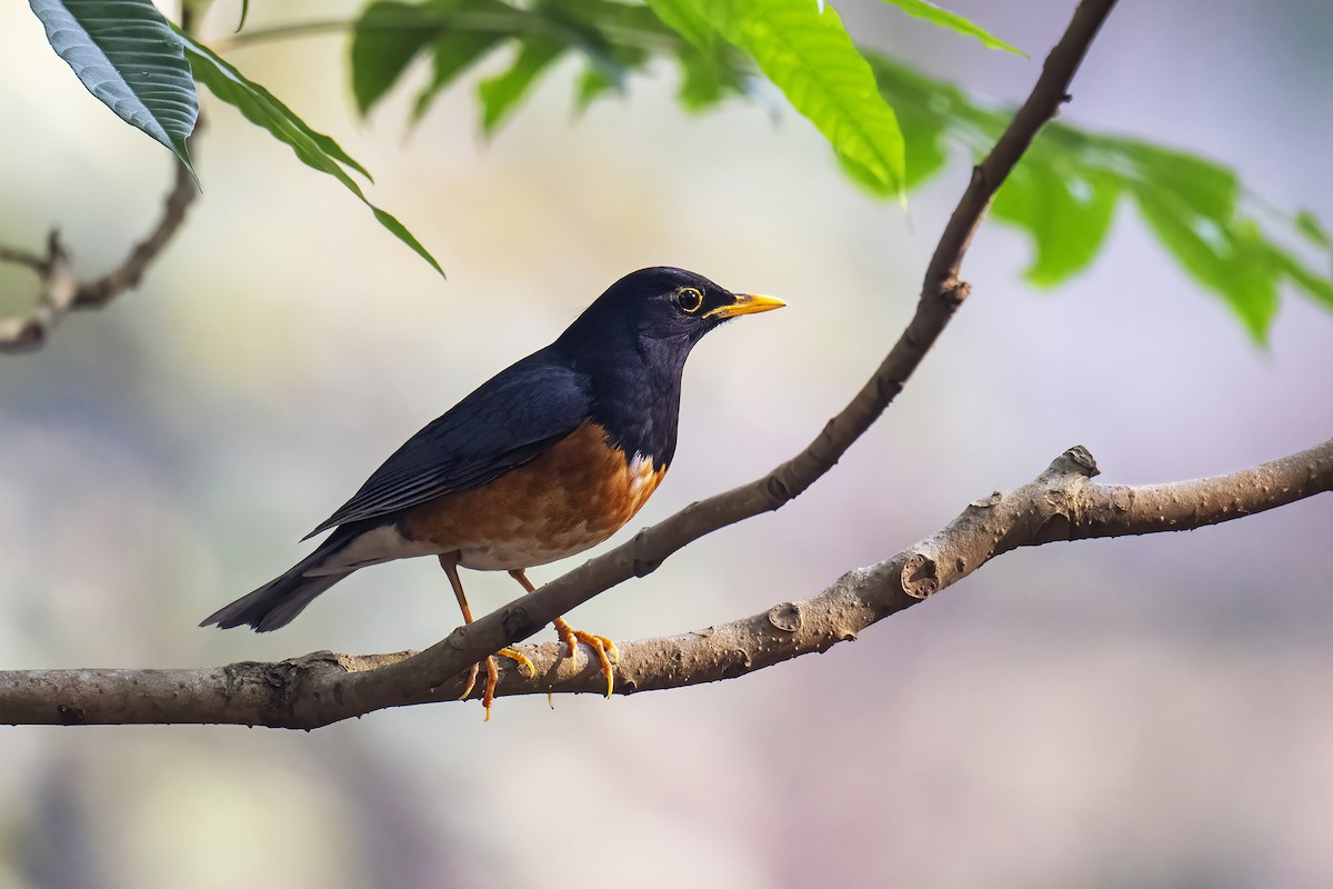 Black-breasted Thrush - ML600869191