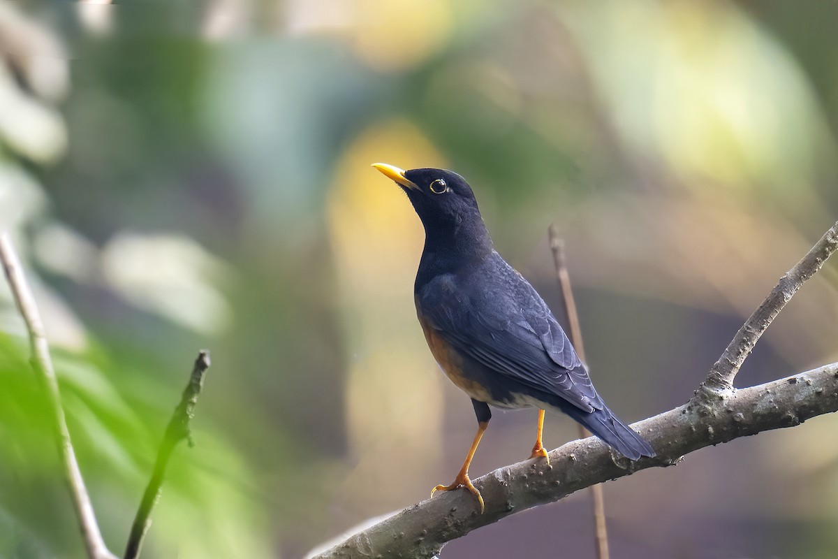 Black-breasted Thrush - ML600869201