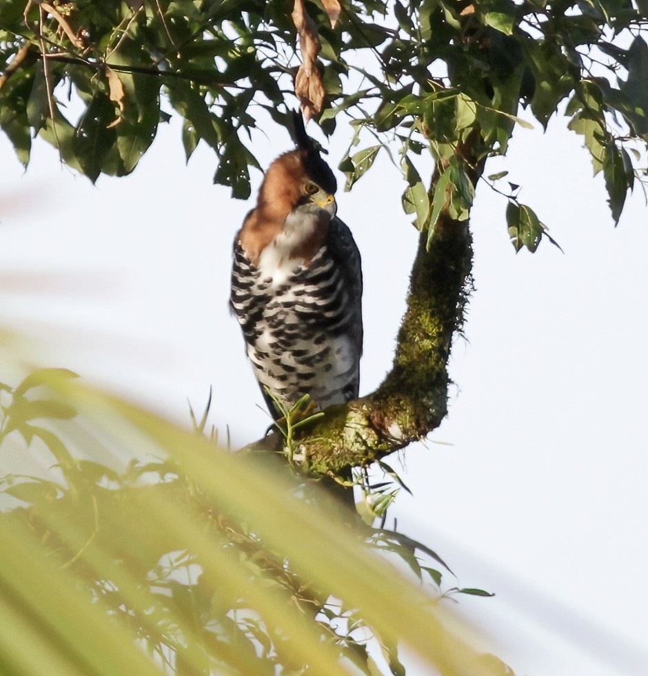 Ornate Hawk-Eagle - ML600869581