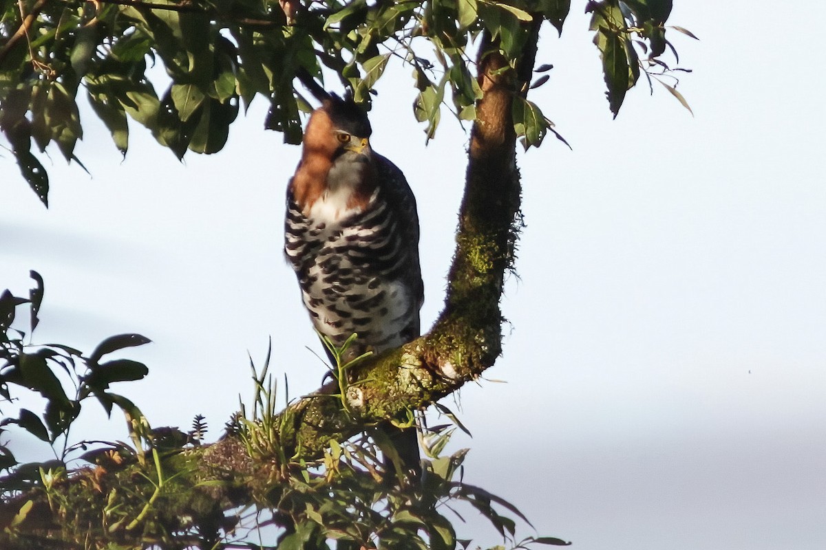 Ornate Hawk-Eagle - ML600869651