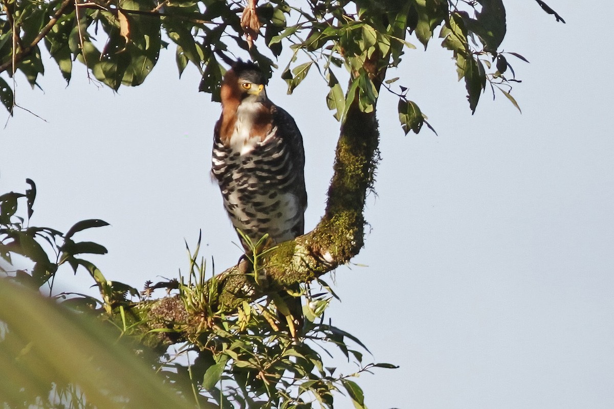 Ornate Hawk-Eagle - ML600869711