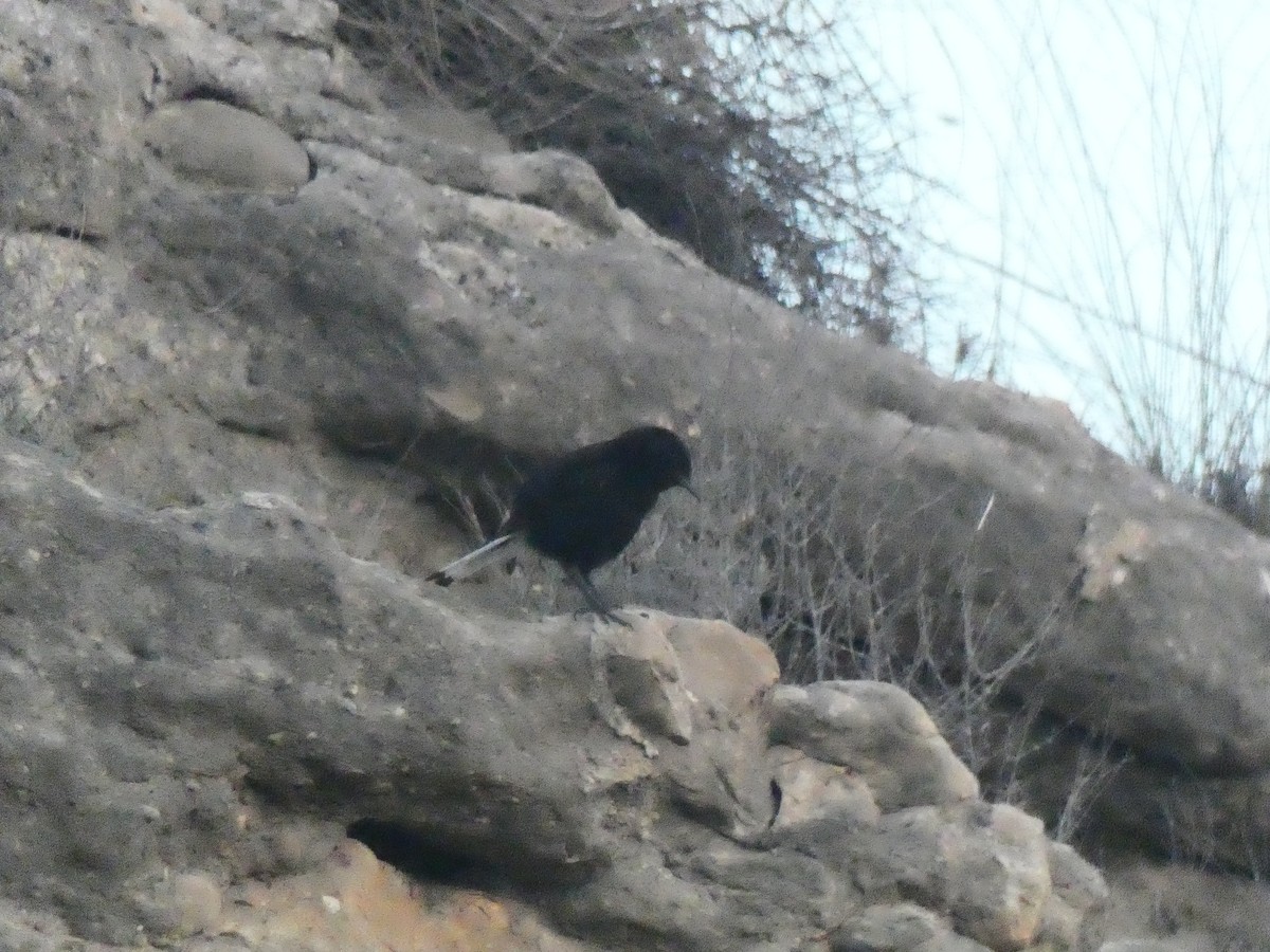 Black Wheatear - Luís Correia