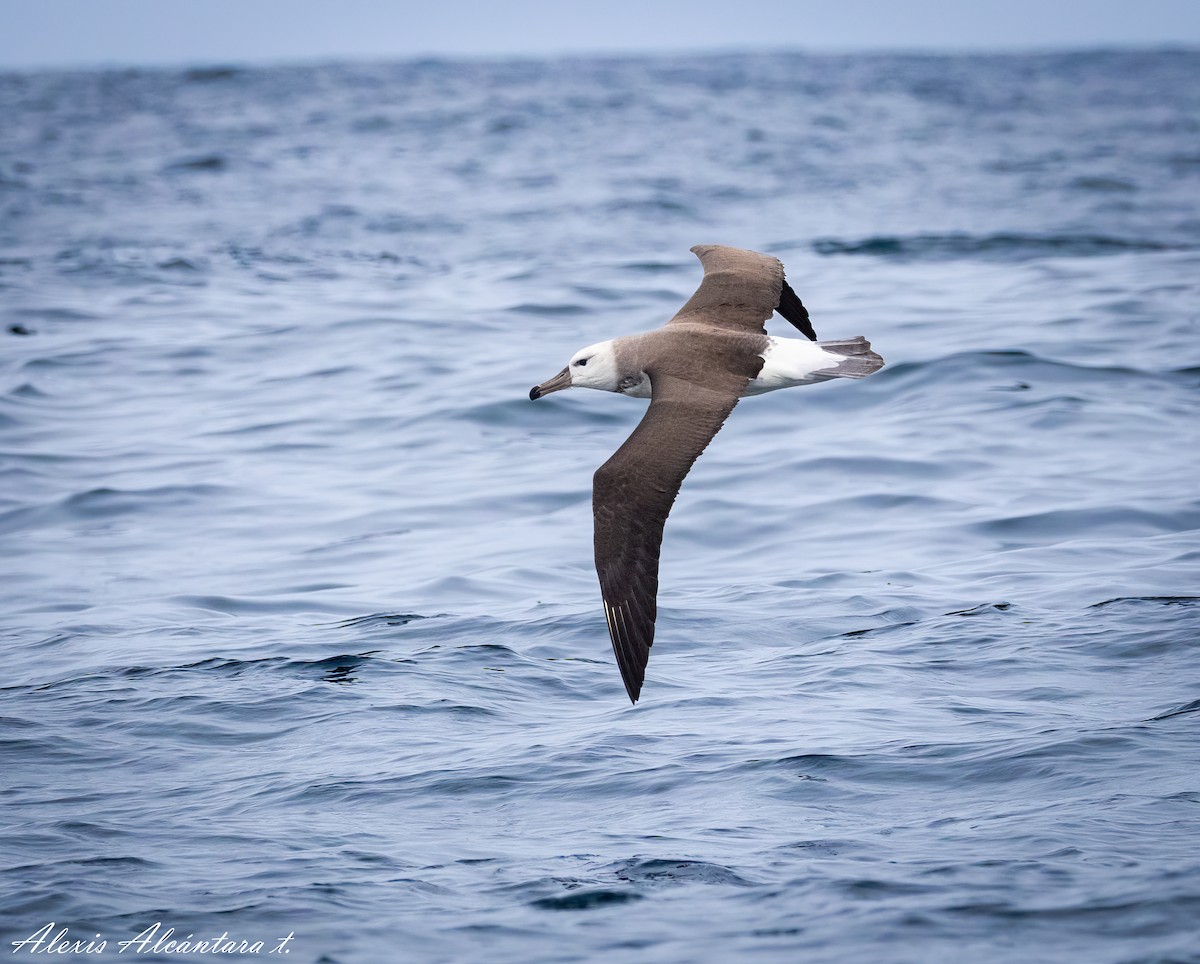 Black-browed Albatross - ML600869881
