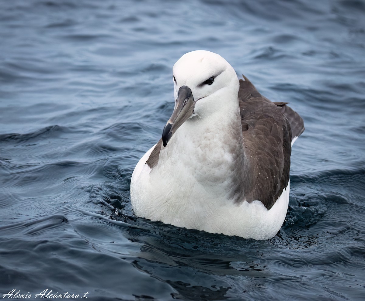 Black-browed Albatross - ML600869891