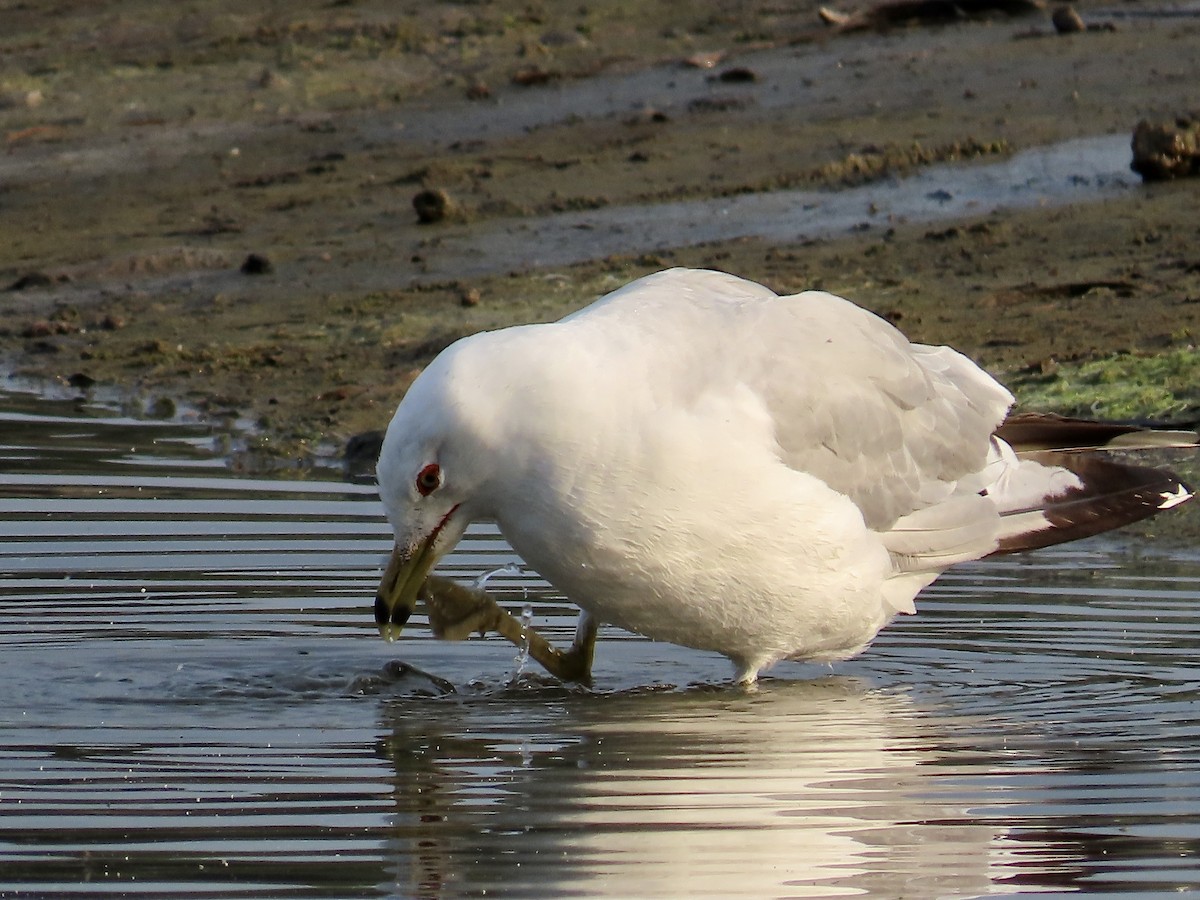 Ring-billed Gull - ML600870701