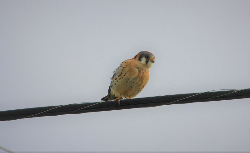 American Kestrel - ML600870851