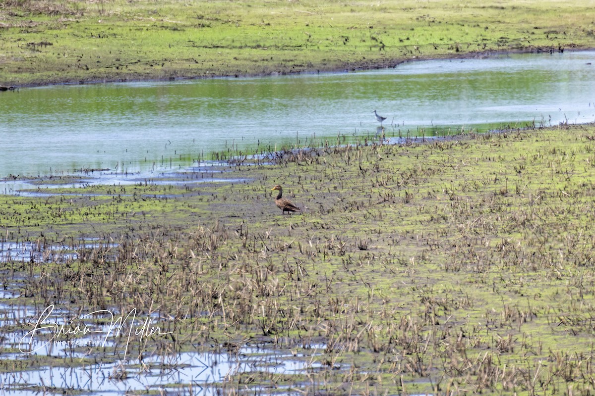 Mottled Duck - Brian Miller