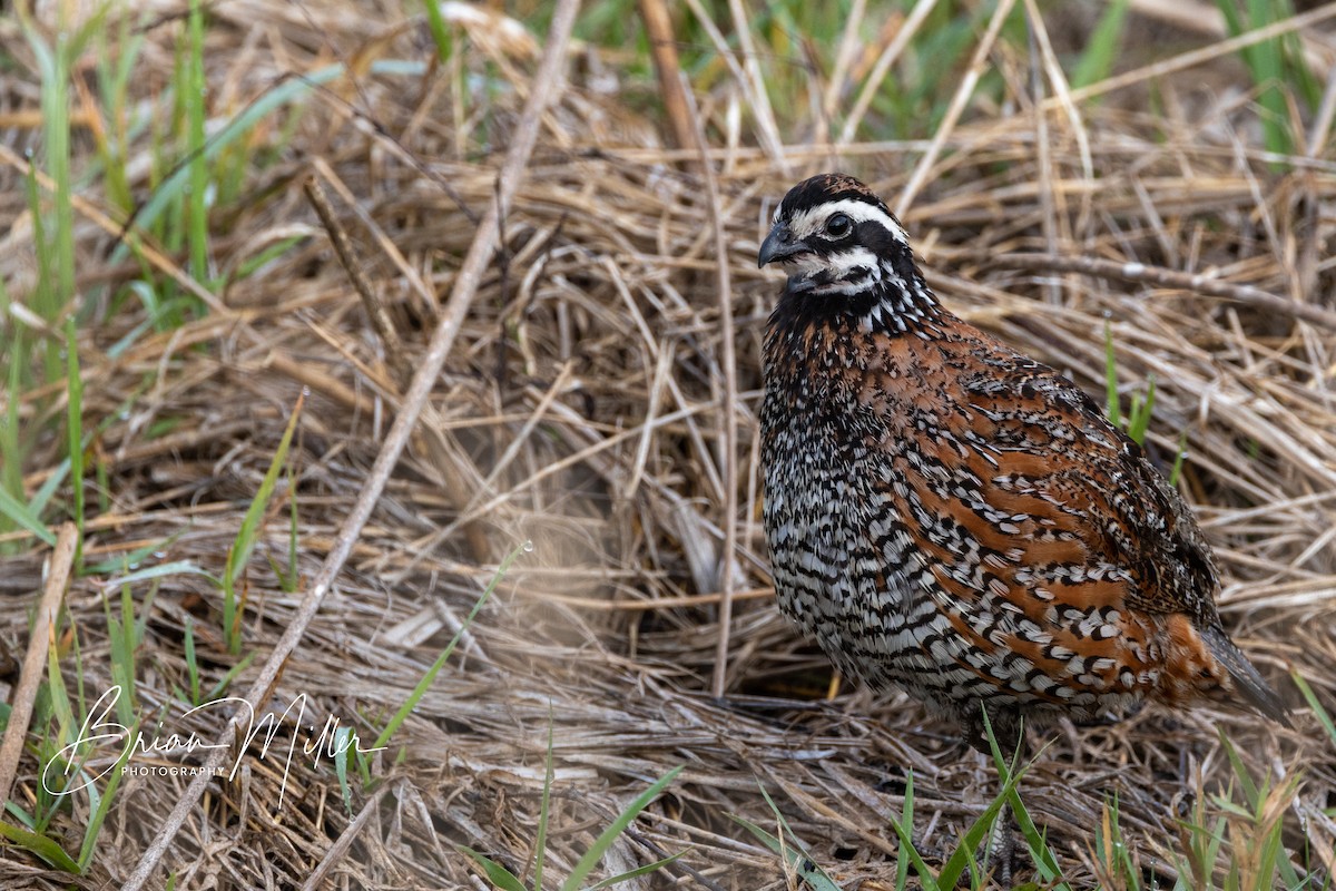 Northern Bobwhite - Brian Miller