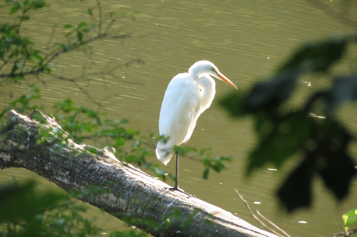 Great Egret - ML600871241