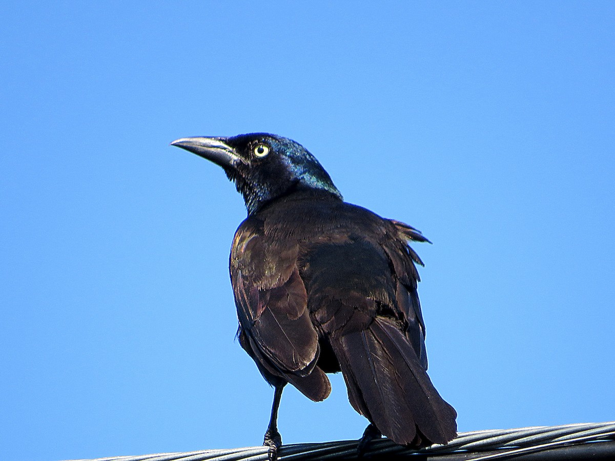 Common Grackle - ML600871601