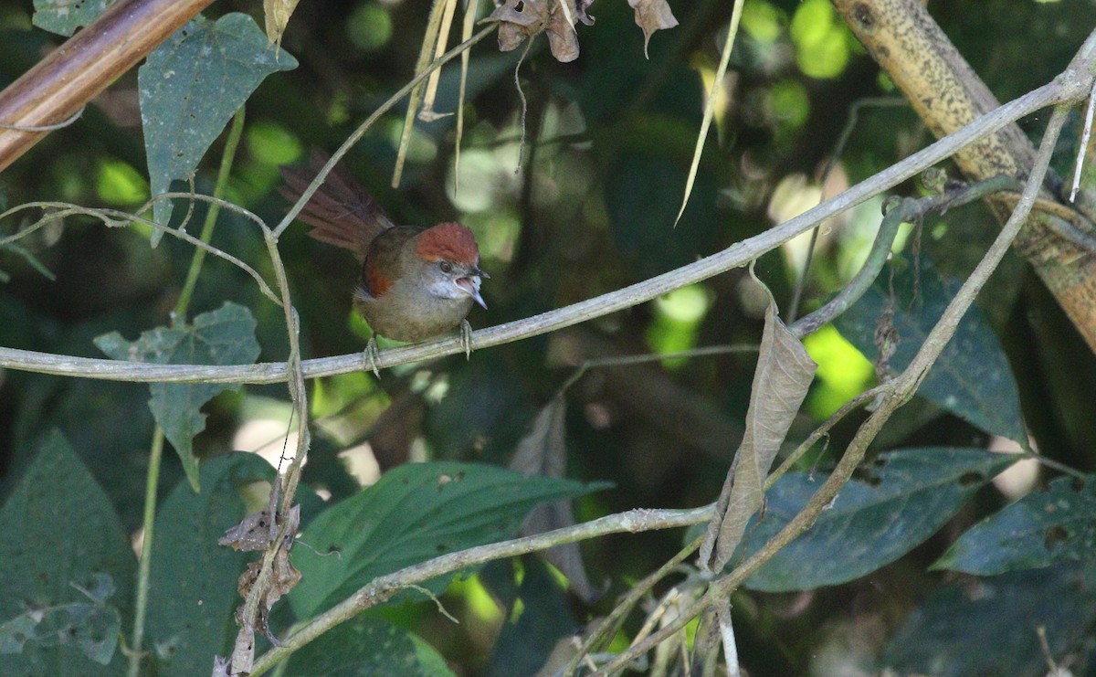 Cabanis's Spinetail - ML600871621