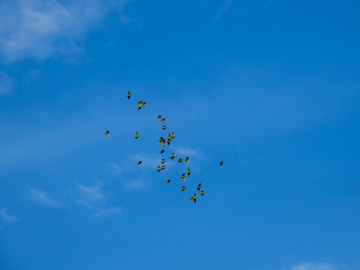 Spot-winged Parrotlet - ML600871791