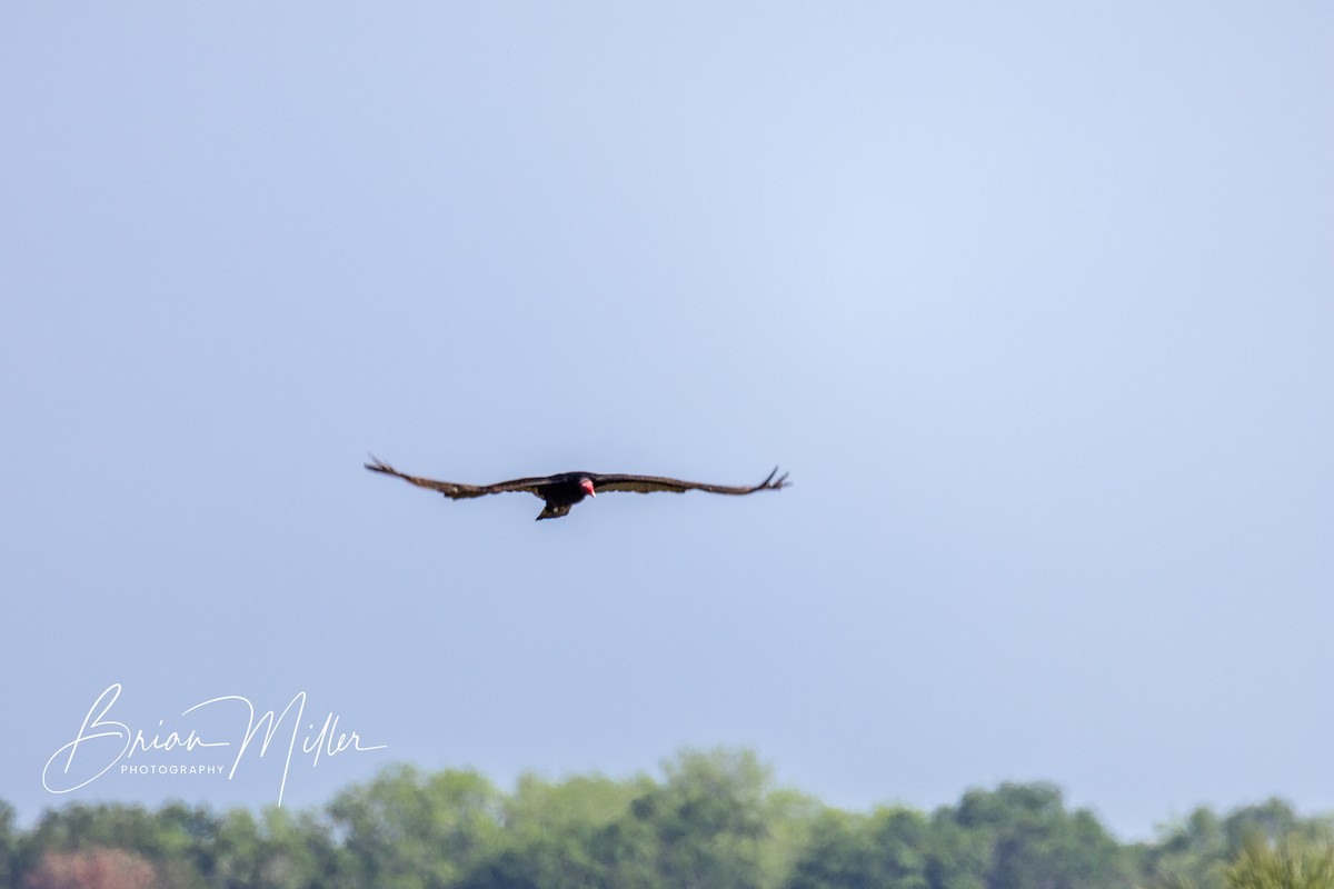 Turkey Vulture - ML600871921