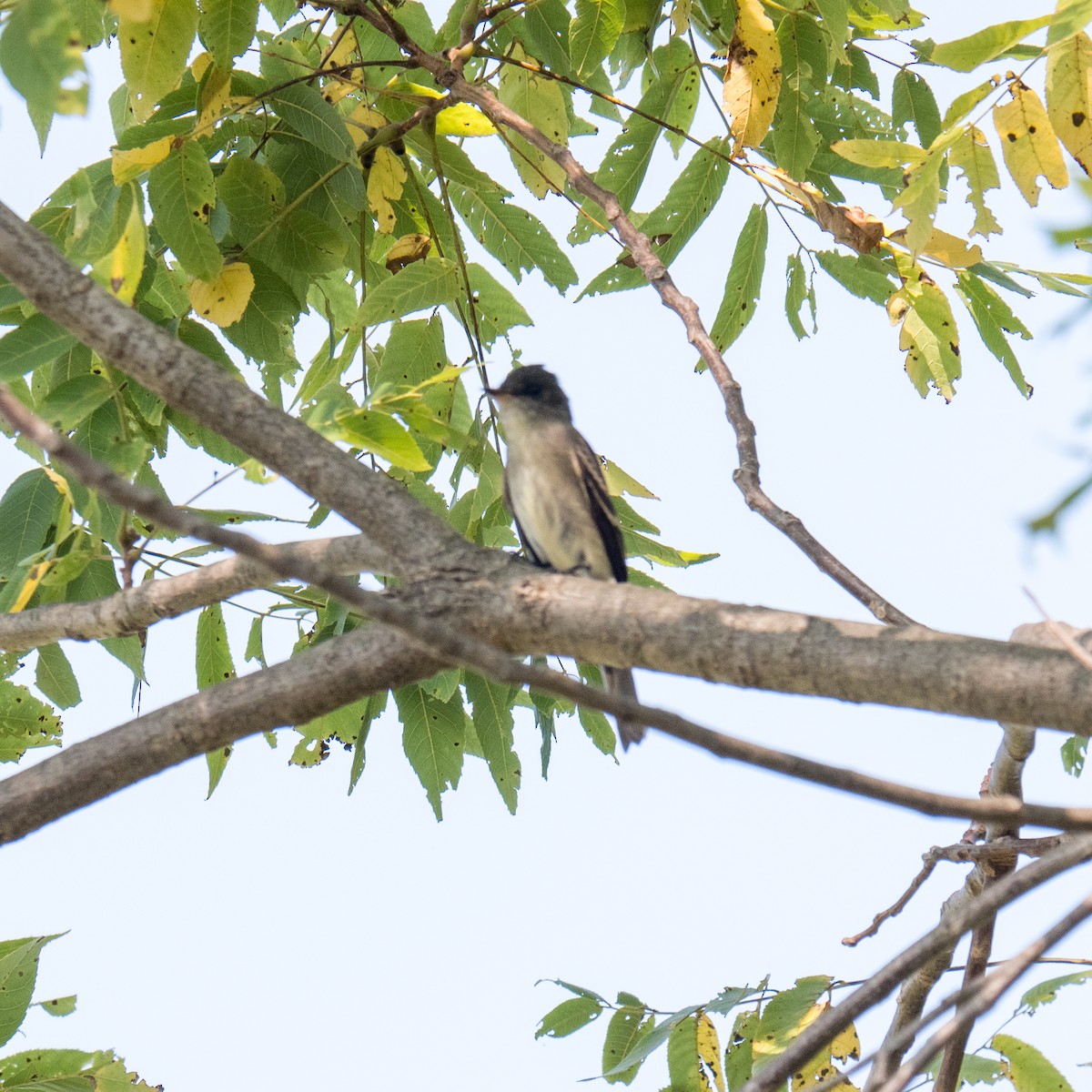 Eastern Wood-Pewee - ML600871971