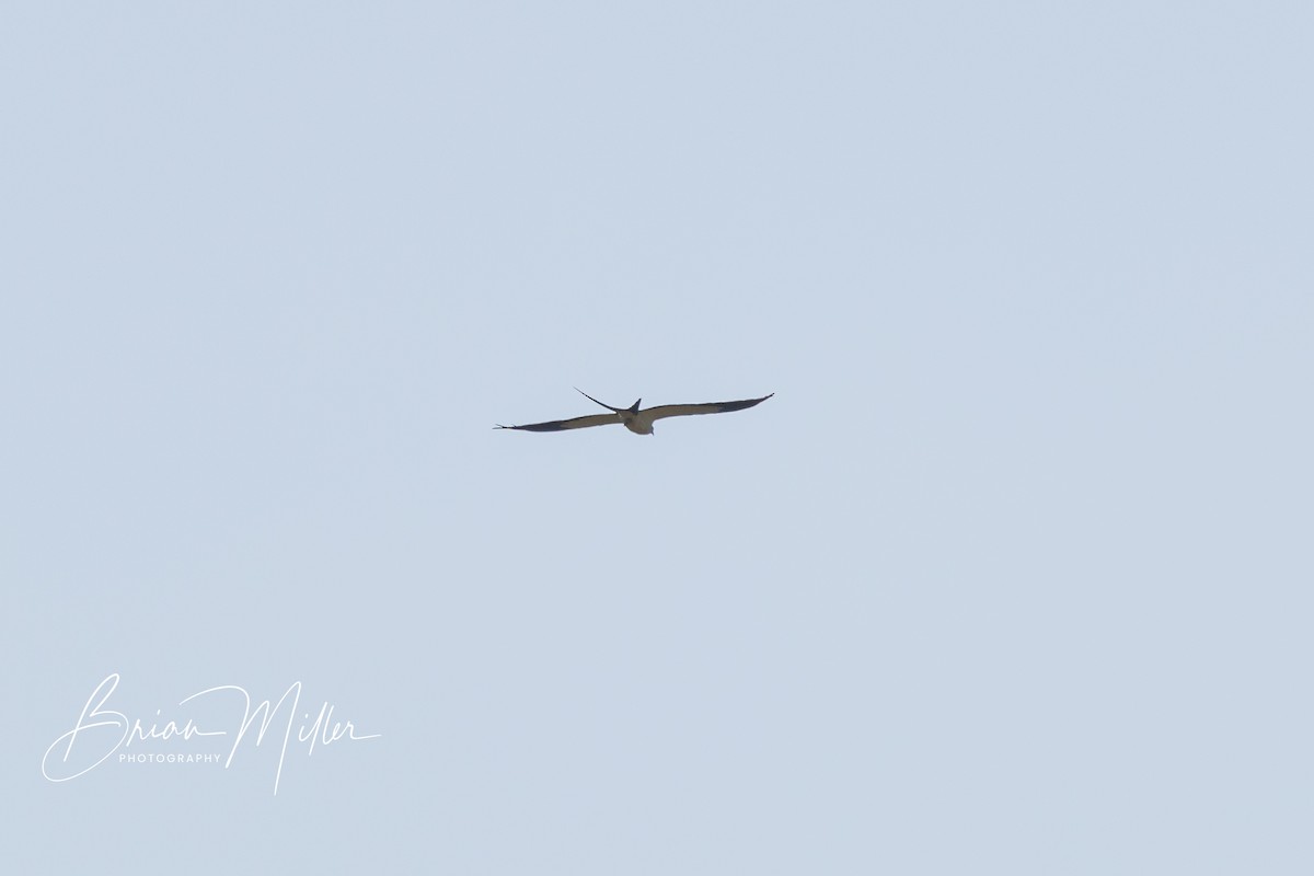 Swallow-tailed Kite - Brian Miller