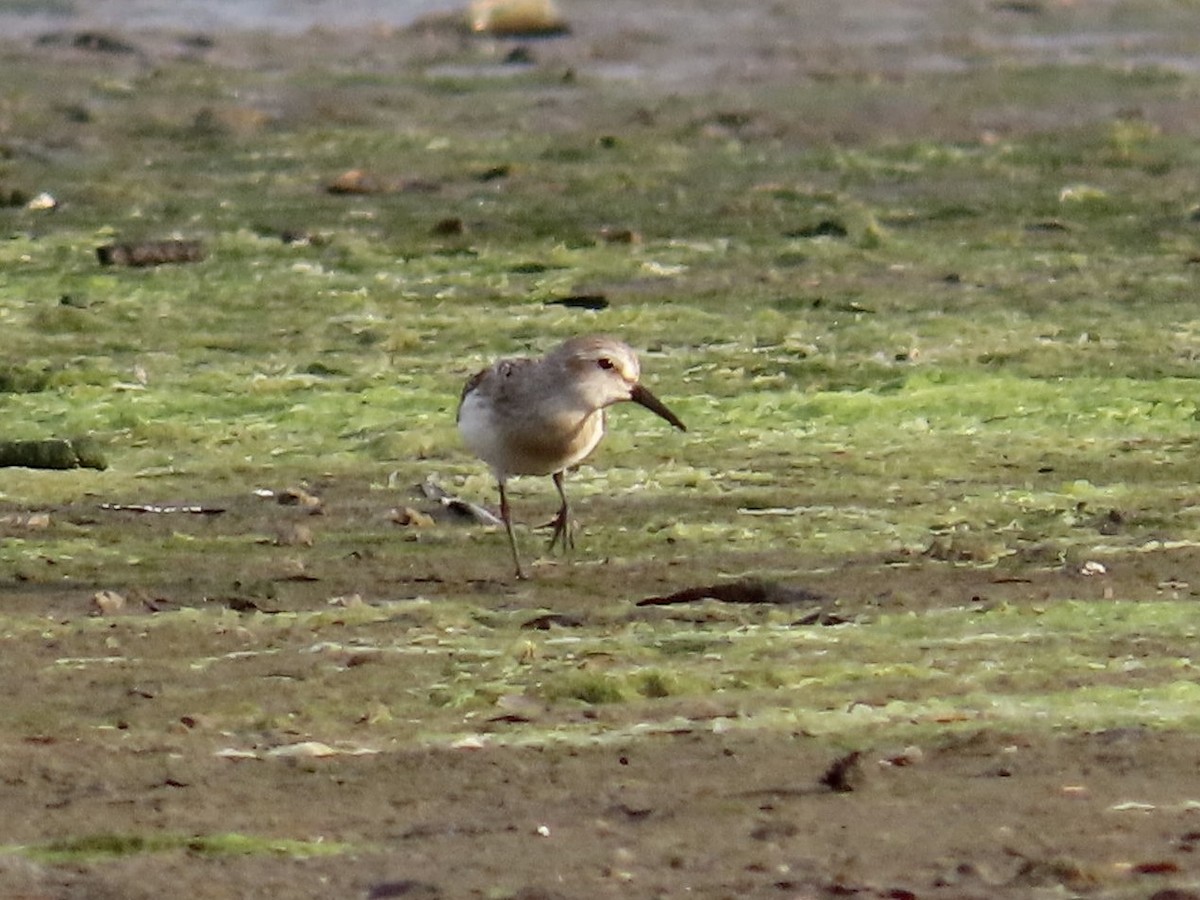 Western Sandpiper - ML600872371